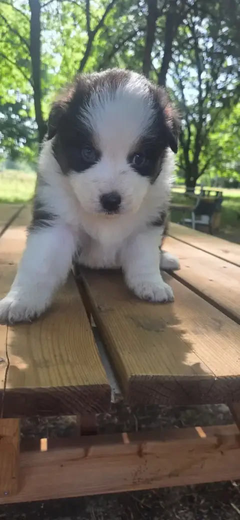 Berger Australien  Chiot N°6 Du Rêve De Shanizo Lo