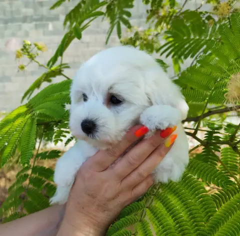 Coton De Tulear 
                        Berlioz Anal 99f41 photo 2