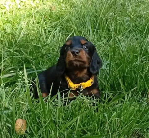 Teckel Poil Long  Chiot Jaune Ace Of Wonderland photo 3