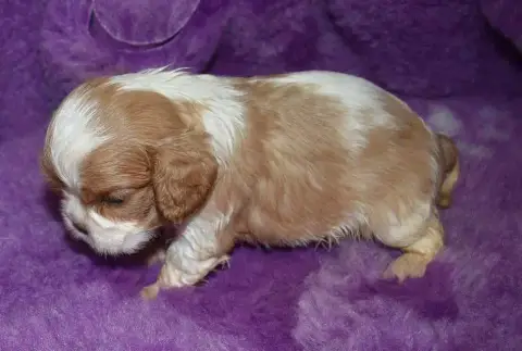 Cavalier King Charles Spaniel 
                       2892f photo 3