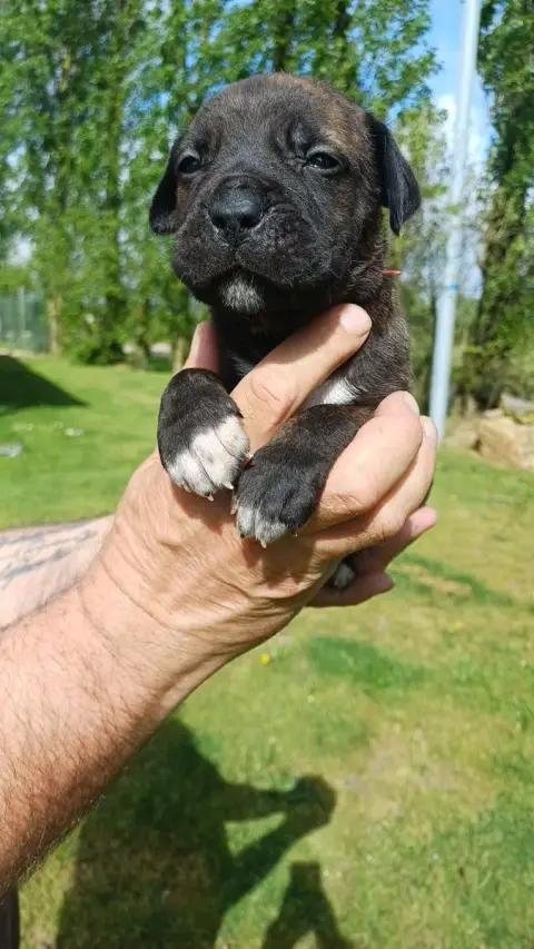 Cane Corso  Collier Rouge Des Abysses De Némésis