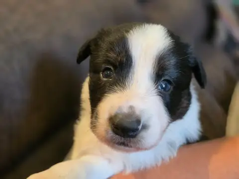 Border Collie  Mâle Noir Et Blanc Tricolore Des Lacs  762c9