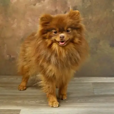 Vente Spitz/Pomeranian Chocolate And Tan