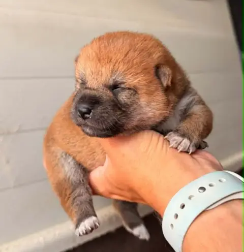 Shiba