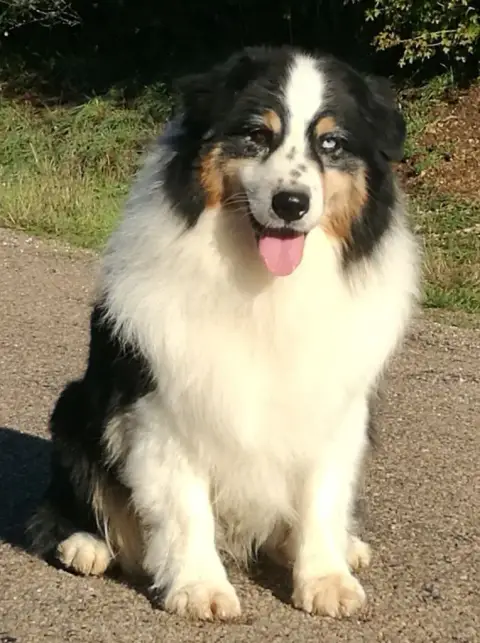 Berger Australien  Chiot N°3 De Besle Efy photo 2