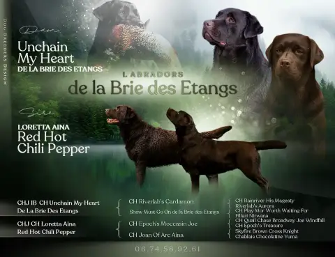 Labrador Retriever  Chiot N°1 De La Brie Des Etangs 0321b photo 2
