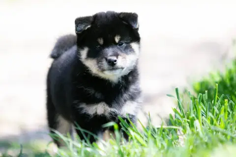 Shiba  Chiot 1 Du Bois De Compiègne photo 2