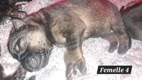 Berger Allemand photo 3