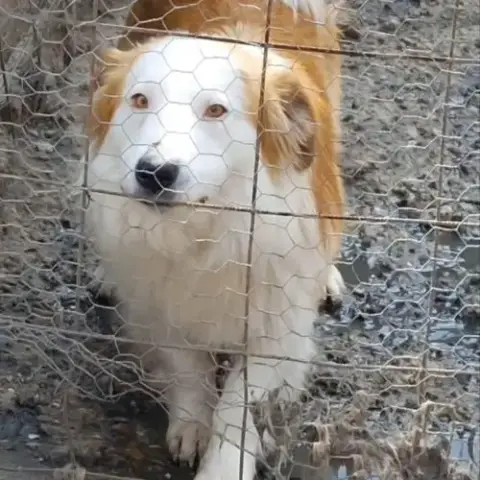 Marley