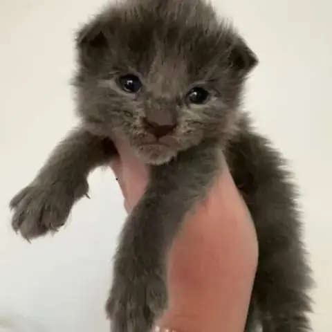 Chatons Maine Coon Mâles Blue Smoke