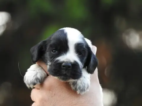 Cocker Spaniel Anglais 
                        Chiot f3d19