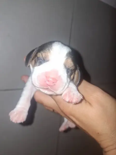 Beagle  Chiot 4 De La Vallée Du Grand Loup