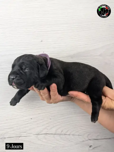 Cane Corso 
                        Collier Mauve De  9f0e6 photo 3