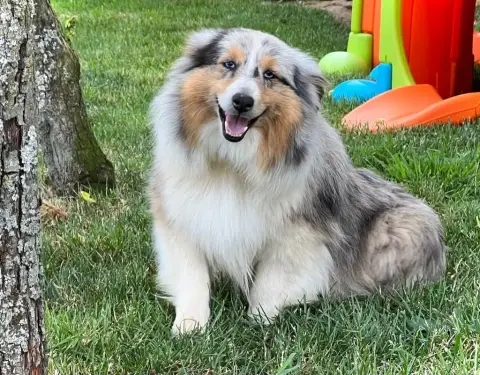 Shetland Sheepdog  Chiot N°4 Du Royaume De La Petite  4b8ae photo 3