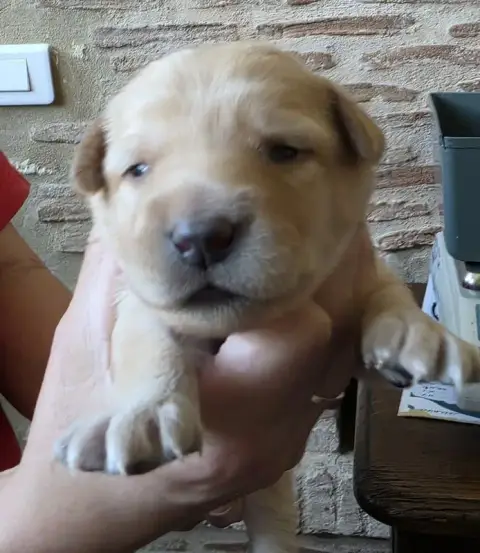 Hovawart  Chiot 1 Ed Des Leus Altiers