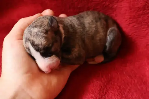 Whippet  Chiot N°4 Dear Sweety photo 3