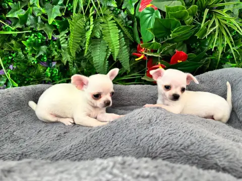 Chihuahua photo 2