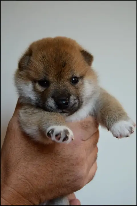 Shiba  Chiot N°1 De L'Empire Des Samouraïs photo 3