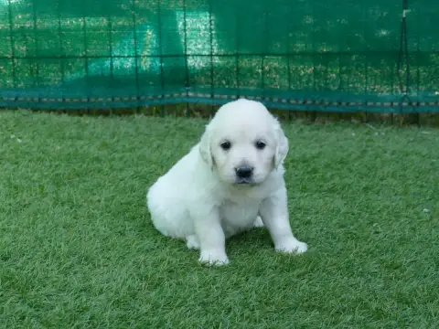 Golden Retriever  Male Collier Vert Du Temps Des Amaz 11c78