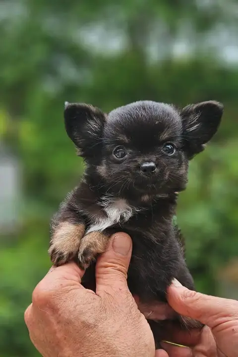 Chihuahua  B3 Of Little By Little photo 2