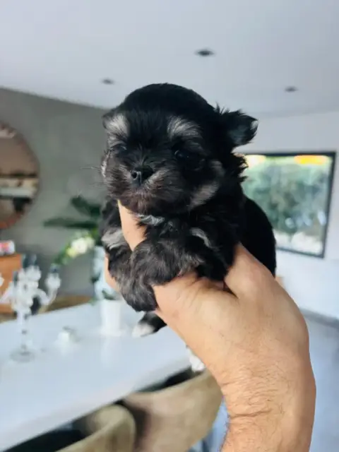 Chihuahua  Chiot 2 Jet Set'S Blue Star photo 2