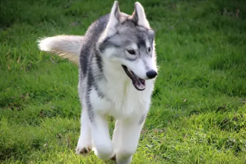 Siberian Husky  M2 Collier Orange Des Legendes Du Tri c94d8 photo 3