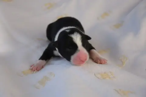 Border Collie