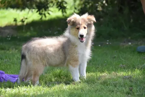 Shetland Sheepdog  Chiot N°5 De La Terre De Neaure