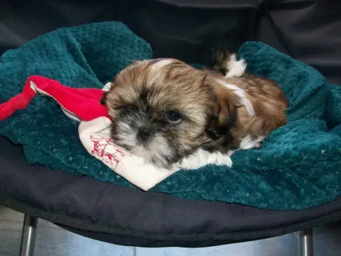 Shih Tzu  Britani Du Manoir Des Dieux Du Ciel