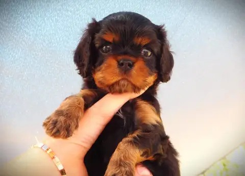 Cavalier King Charles Spaniel  M2 Noir Et Feu Du Para b8a4e