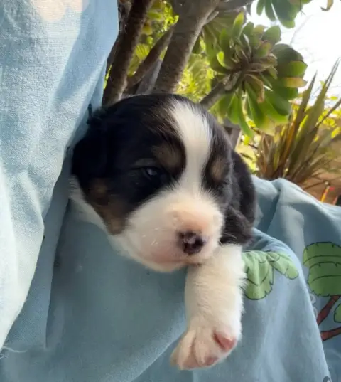 Berger Australien  Chiot 1 Baiko De La Vallée De La F ae081