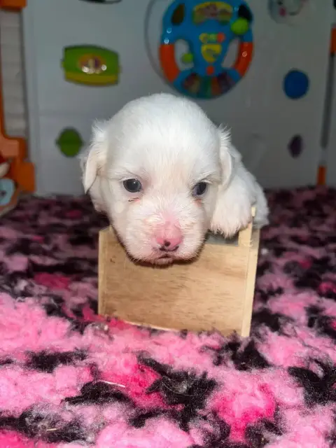 Coton De Tulear  Chiot N°3 De Jerrie Black photo 3