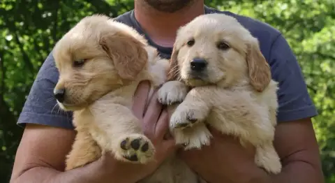 Golden Retriever  Jaune