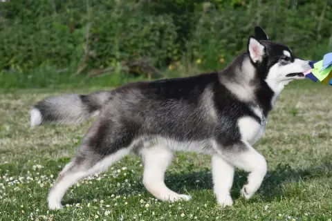 Siberian Husky  Arctic Boreal De La Source Du Montet 7704a photo 3