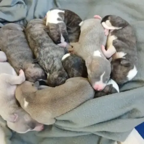 Chiots Lévriers Whippets À Réserver