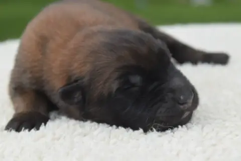 Berger Belge  Chiot 5 Du Millésime Champenois
