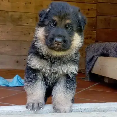 Chiots Berger Allemand