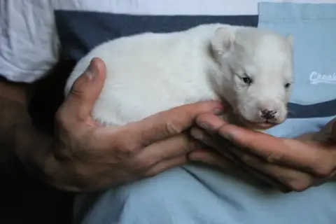 Laika De Iakoutie
