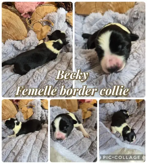 Border Collie  Becky