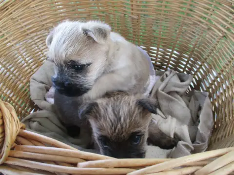 Cairn Terrier  Chiot 2 Des Cedres De Bourdane photo 3
