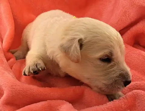 Golden Retriever  Billy photo 3