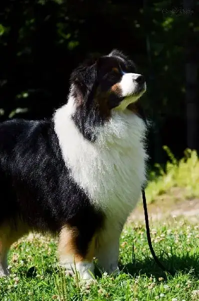 Berger Australien  Chiot N°2 Royal Fluffy photo 2