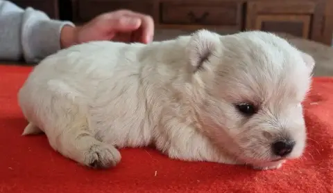 West Highland White Terrier  Chiot N°5 Des Hirondelle 8ccc3 photo 2