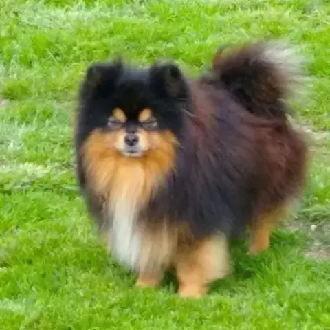 Chiot