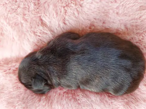 Bouledogue Français  Chiot N°4 De La Lignee Des Clown d3121 photo 2