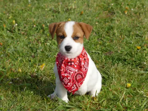 Jack Russell Terrier  Prénom Libre Des Terres Des For d08d9