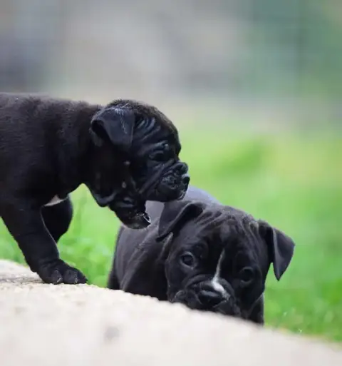 Bulldog Continental  Chiot N°4 Killy'Rena photo 3