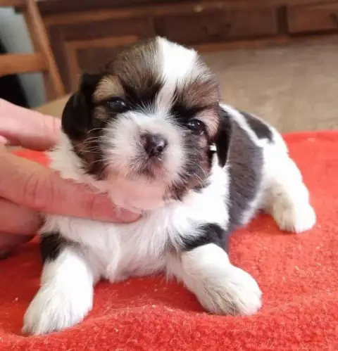Shih Tzu  Chiot N°4 Des Hirondelles Du Voyage photo 3