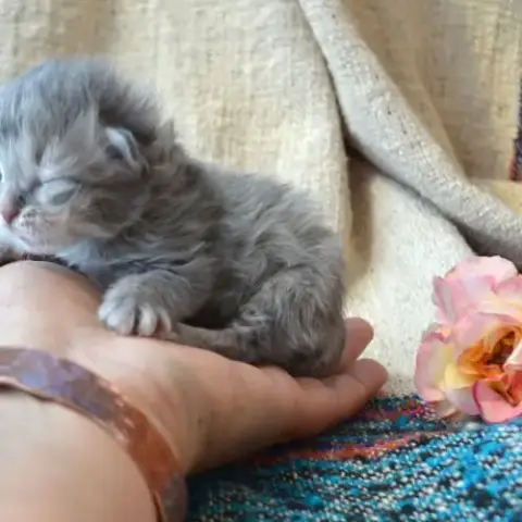 3 Pti Cœurs Tendres
