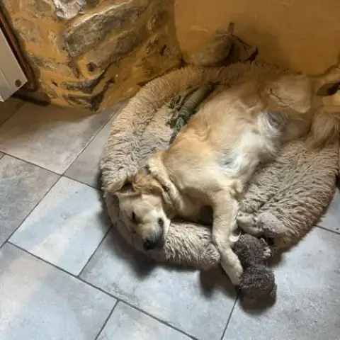Chiots Golden Retriever Lof À Réserver
